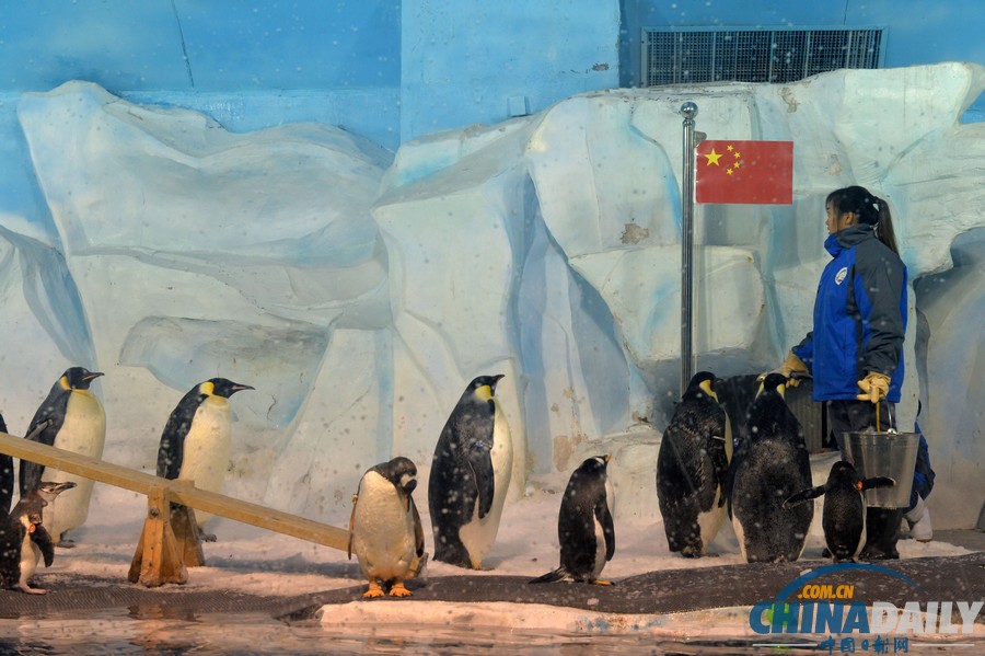 天津海洋館極地動物“大閱兵”