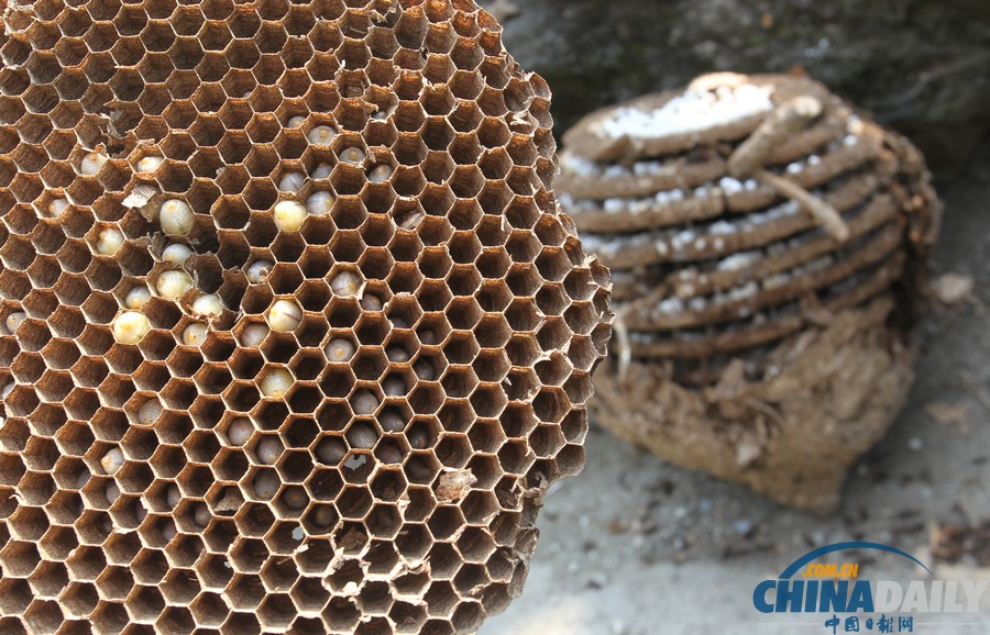 陜西三市42人被胡蜂蟄死 1周摘除蜂窩近千個