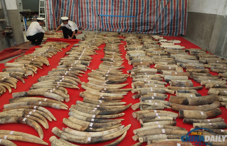 廈門海關查獲特大團伙走私象牙案 價值6億人民幣