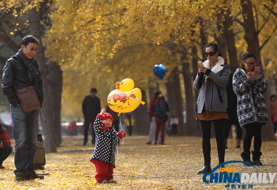 北京釣魚臺(tái)國賓館銀杏大道美景如畫