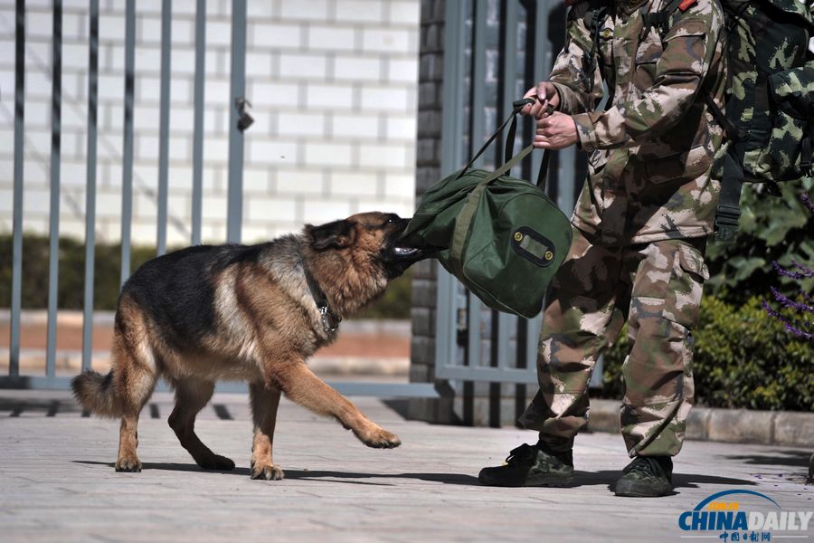 “戰友”的特殊告別：人犬分別的感人瞬間
