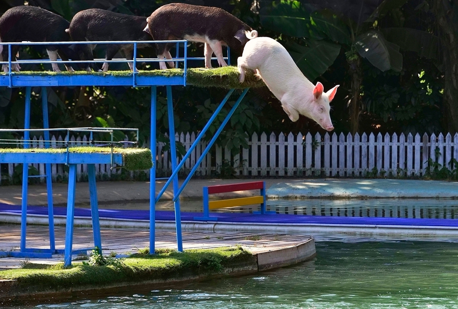 中國日報(bào)一周圖片精選：11月30日—12月6日