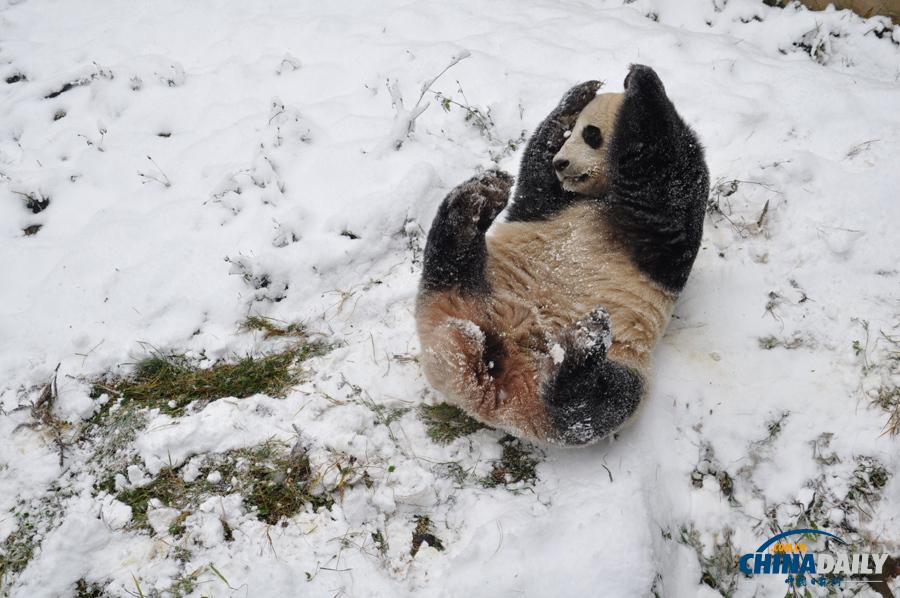昆明連日降雪 大熊貓雪中撒歡
