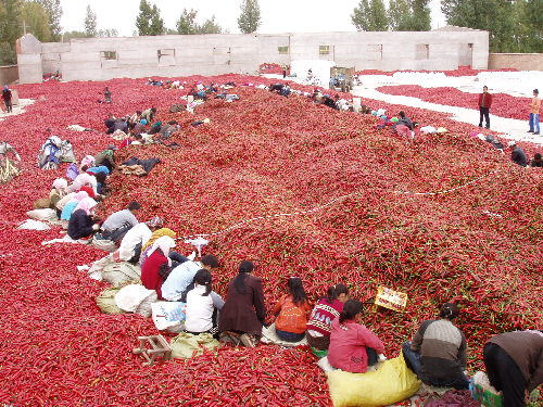 甘肅金昌金川區大力推進美麗鄉村建設