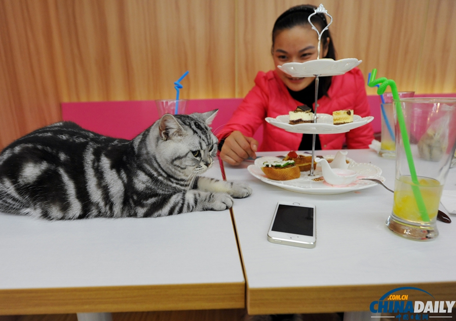 南京首家貓咪主題咖啡館亮相 “喵星人”零距離賣萌