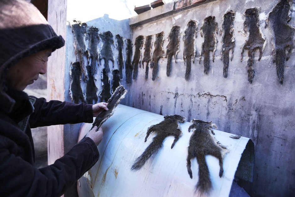 農戶剝皮賣保護動物 每年至少百余張