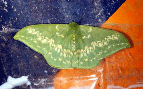 泰寧峨嵋峰發現珍稀昆蟲 為全省首次發現