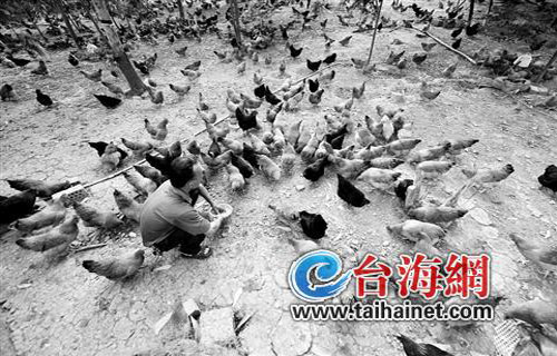 H7N9禽流感疫情陰霾漸散 廈門雞鴨價格止跌反彈