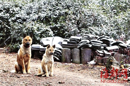 福建今冬初雪飄落武夷山光澤等地 德化九仙山昨迎今冬首場霧凇