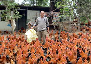 廣西龍州：返鄉民工創業成村里“明星”