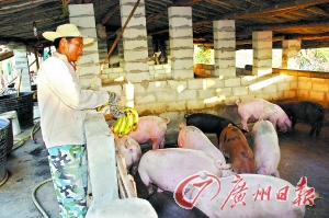 海南香蕉賤過白菜 蕉農痛砍蕉樹用香蕉喂豬