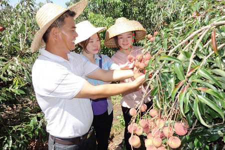 雷虎荔枝走品牌道路 熱銷全國各地