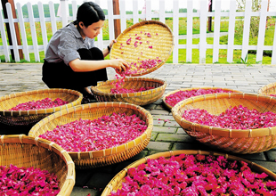 儋州：浪漫玫瑰 帶富一方