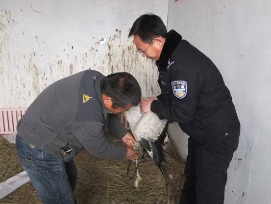 唐山樂亭用心呵護藍天上的精靈