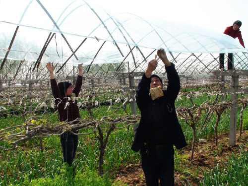 河南商水計生委結對幫扶有特色