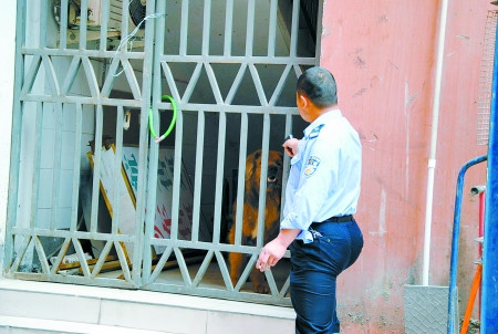 藏獒躥大街連咬3人 50名民警圍堵將其擊斃(圖)