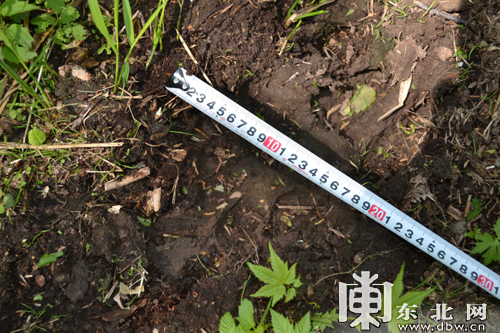 黑龍江大海林林區發現疑似野生東北虎蹤跡