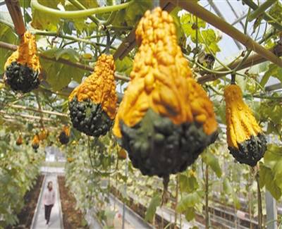 南國南瓜 爭奇斗艷——珠海市南瓜藝術節(jié)春節(jié)開辦