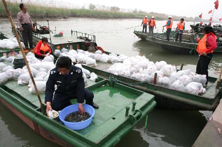 江蘇泰州放魚節(jié) 50萬尾魚種入長江