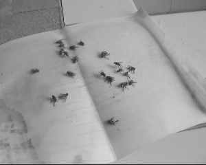 央視曝光南京鹽水鴨市場亂象:生產車間蒼蠅亂飛(圖)