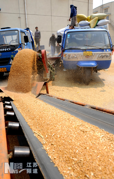 連云港夏糧收購(gòu)全面展開