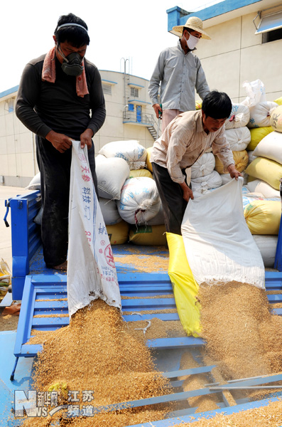 連云港夏糧收購(gòu)全面展開