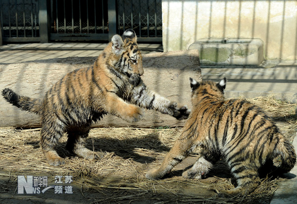 動物冬日享暖陽