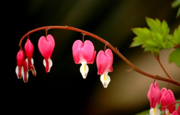 “荷包牡丹”提前盛開(kāi) 古林公園征“護(hù)花使者”