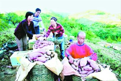 葫蘆島巧種糧食新品種戰天災奪高產