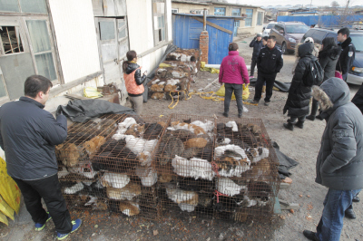 追蹤一周七個偷貓賊被抓住 志愿者救出千余只貓