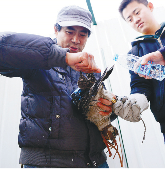 “搶救”袖珍貓頭鷹