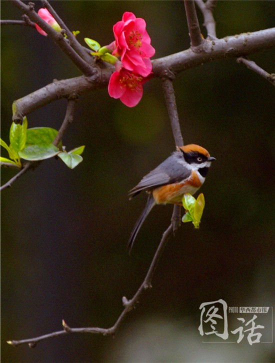 驚蟄飄小雨 成都錦江岸邊鳥語花香