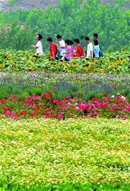 膠州打造350畝幸福花海 彩虹花田美如仙境