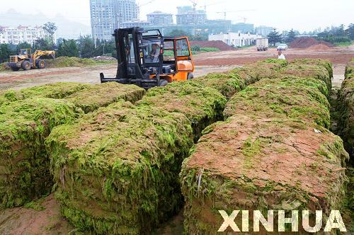 青島：滸苔治理用上“壓榨機”