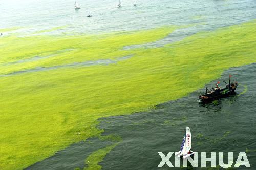 青島：航拍滸苔看災情