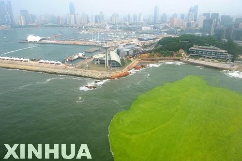 青島：航拍滸苔看災情