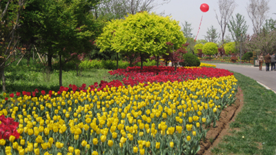 60萬枝荷蘭郁金香綻放中國花卉博覽園