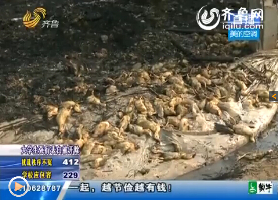 梁山一鴨棚疑因電線掉落起火 上萬只鴨子變“烤鴨”