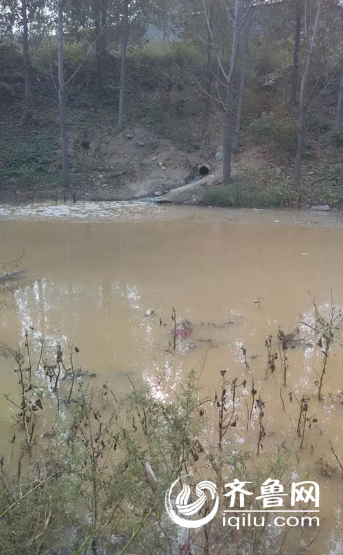 網友爆料平邑一罐頭廠非法排污致百余棵楊樹枯死