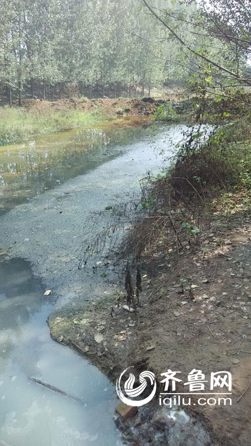 網友爆料平邑一罐頭廠非法排污致百余棵楊樹枯死