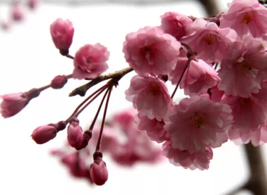 濟(jì)南春游最強(qiáng)攻略 野外燒烤賞花約起來！