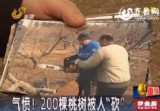 淄博農戶200棵桃樹被“砍” 警方破案牽出合同糾紛