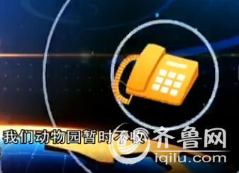 濟南孫村社區居民抓到一只狐貍 動物園拒收建議放生