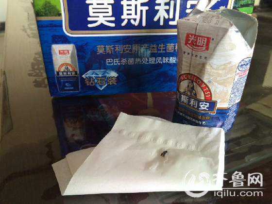 濟南市民光明莫斯利安酸奶喝出蒼蠅 售后：愿賠200元