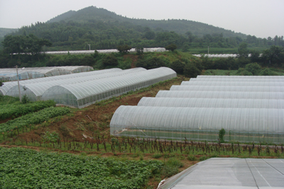 王墳鎮有機蔬菜質量好賣價高銷售俏