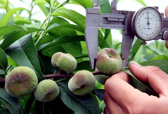 金山蟠桃獲批國家地理標志保護產品