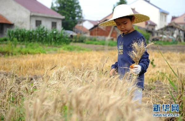 歡樂割麥度周末