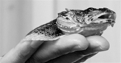 時隔30年松江鱸重現(xiàn)長江口 打破野外監(jiān)測零紀錄