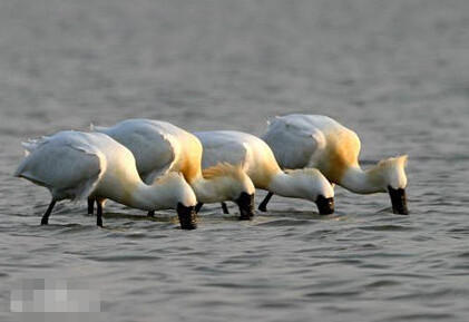 上海近日發現至少10只黑臉琵鷺 為全球瀕危鳥種