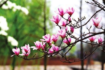 今春“百花齊放”盛景提前呈現(xiàn) 3月可賞4月景